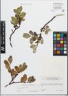 Foto von Salix glabra Scop.